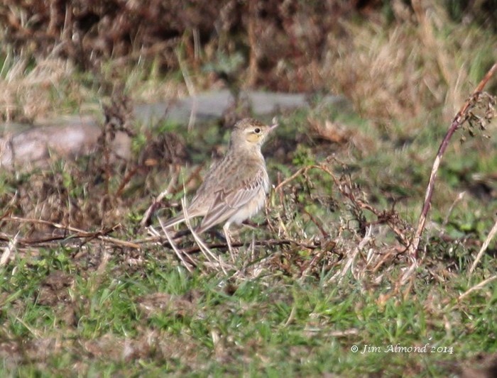 Tawny Pipit