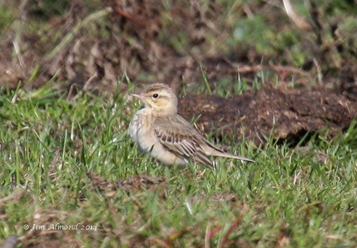 Tawny Pipit