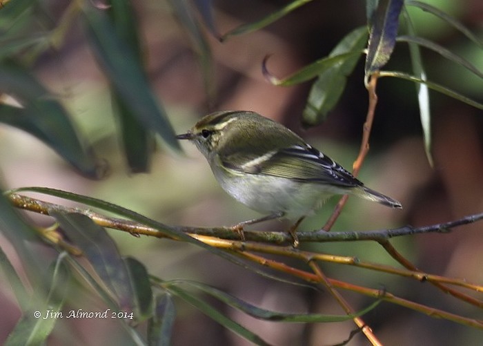 Yellow-browed Warbler