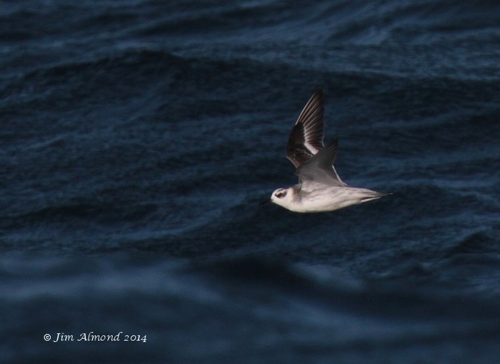 Grey Phalarope