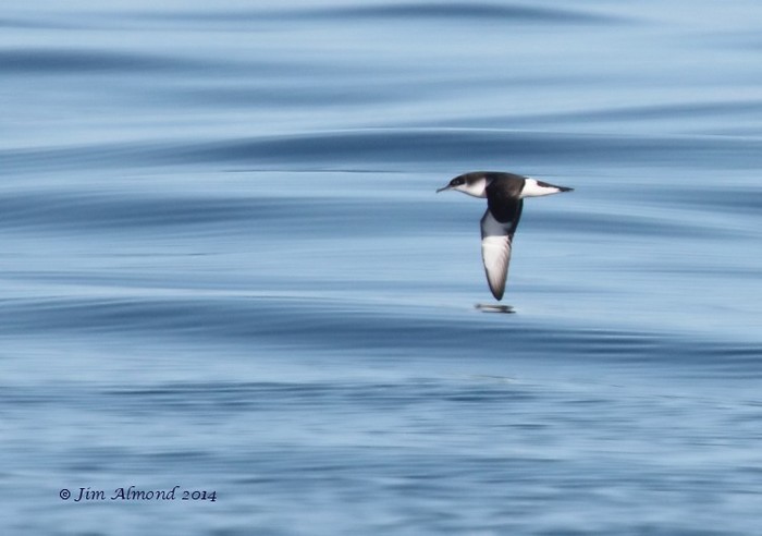 Manx Shearwater