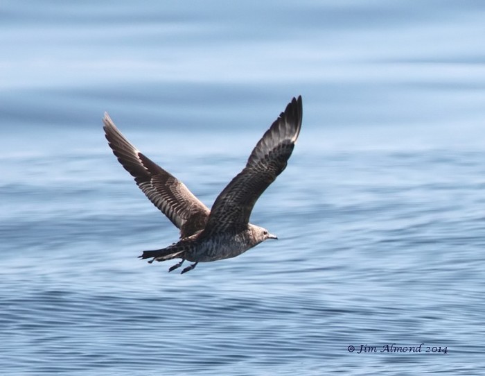 Arctic Skua