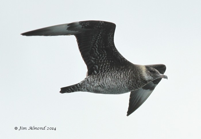 Pomarine Skua
