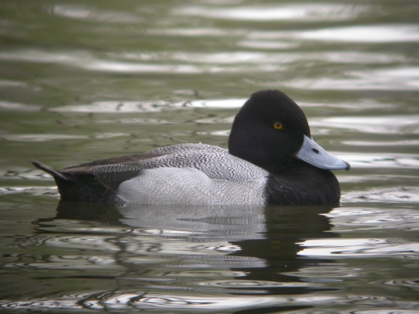 Lesser Scaup