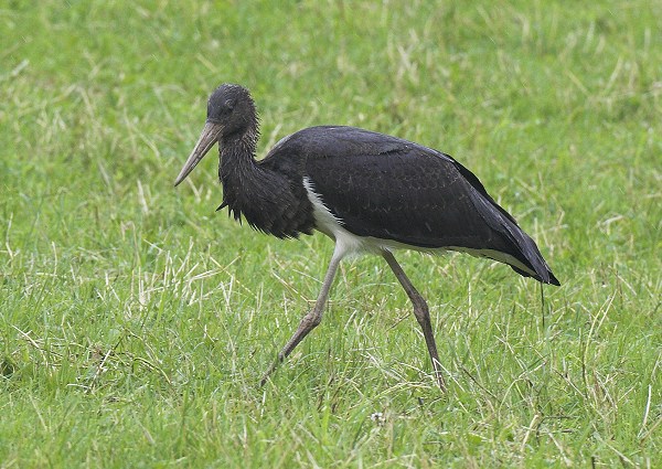 Black Stork