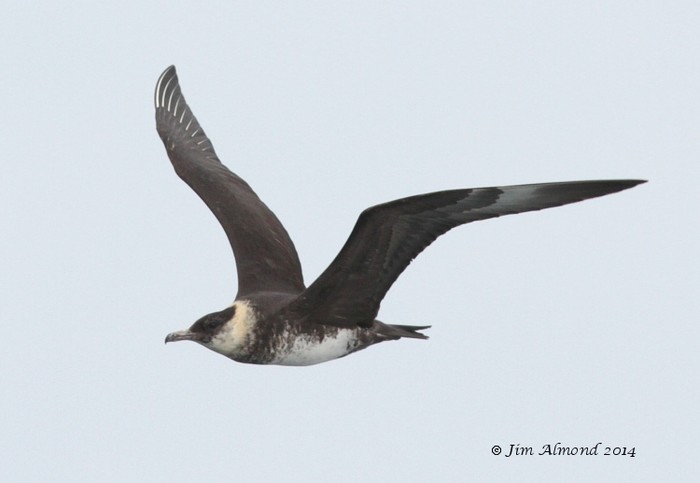 Pomarine Skua