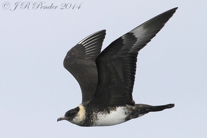 Pomarine Skua