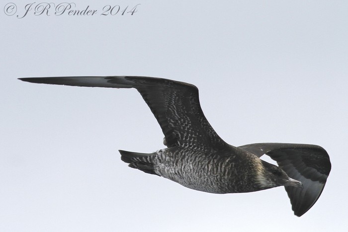 Pomarine Skua