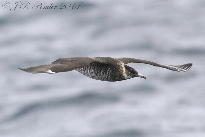 Pomarine Skua