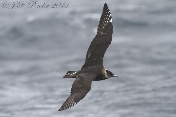Pomarine Skua