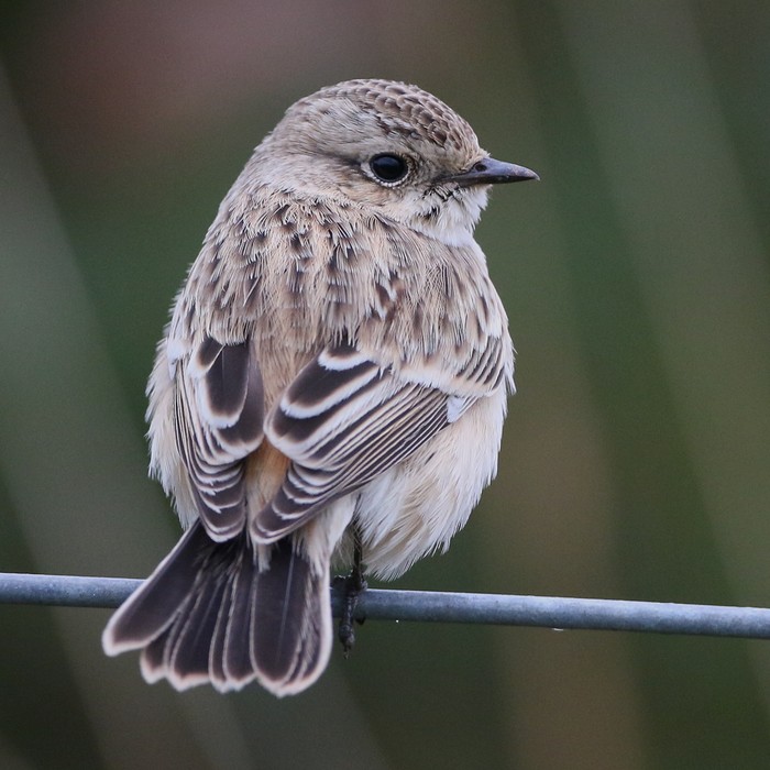 Siberian Stonechat