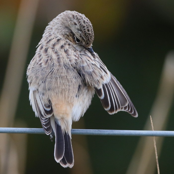 Siberian Stonechat
