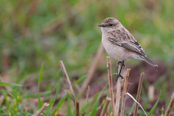 Siberian Stonechat