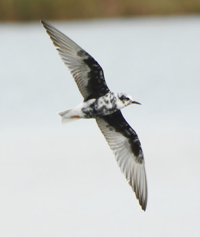 White-winged Black Tern