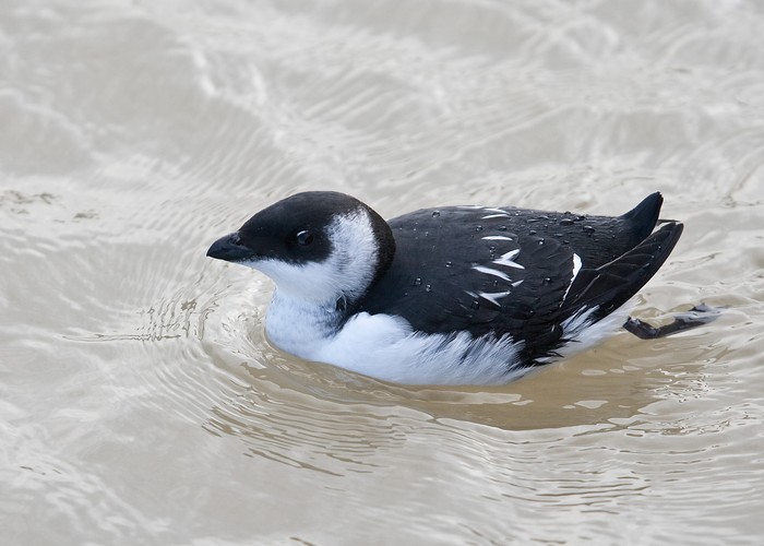 Little Auk