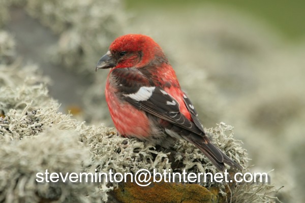 Two-barred Crossbill