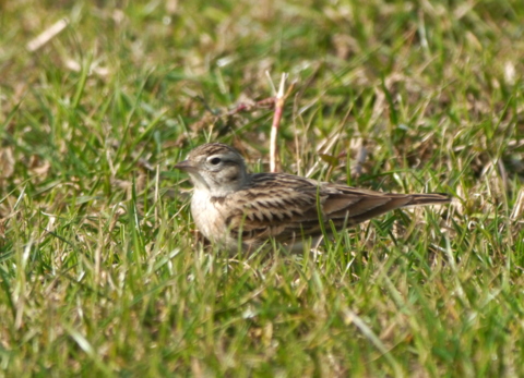 Short-toed Lark