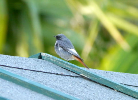 Black Redstart