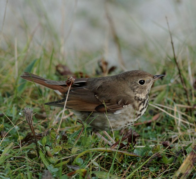 Hermit Thrush