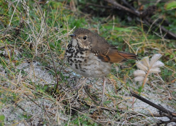 Hermit Thrush