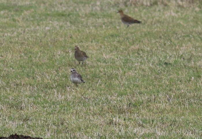 American Golden Plover