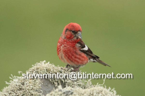 Two-barred Crossbill