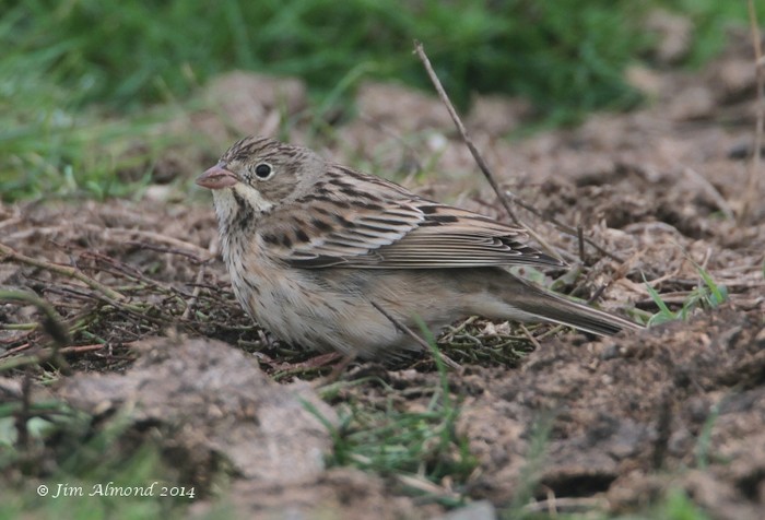 Ortolan Bunting