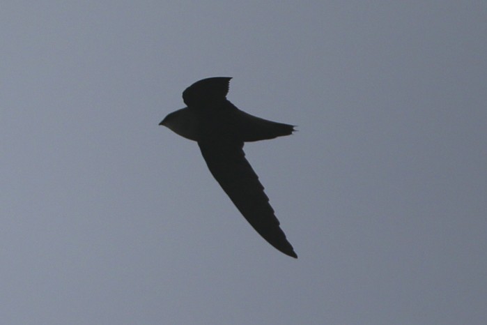 Chimney Swift