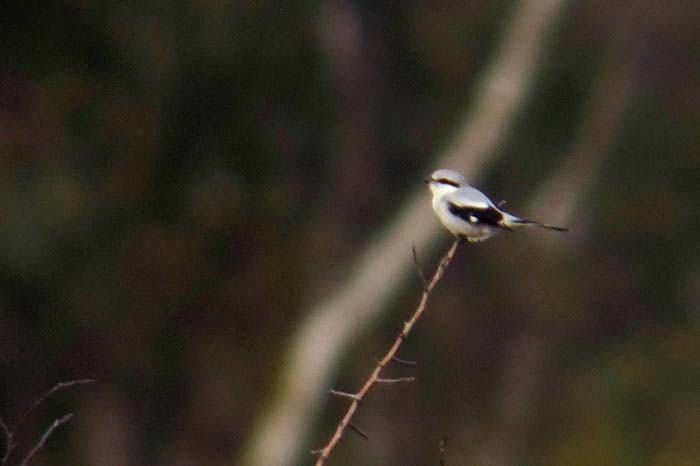 Great Grey Shrike