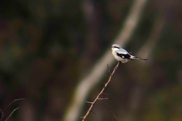 Great Grey Shrike