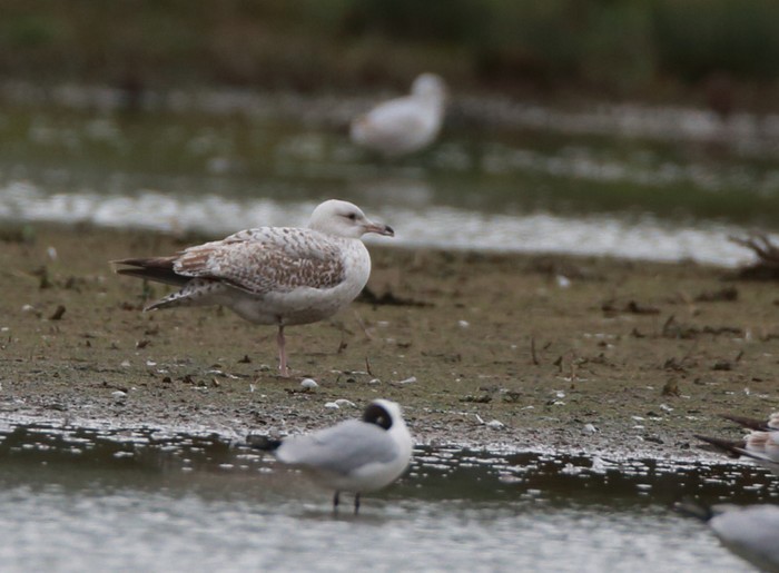 Caspian Gull