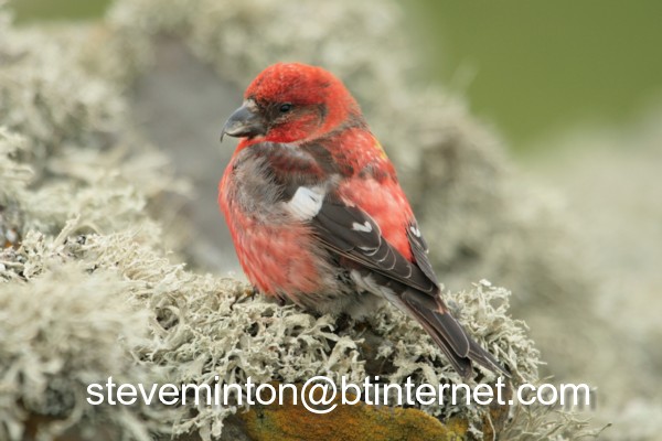 Two-barred Crossbill