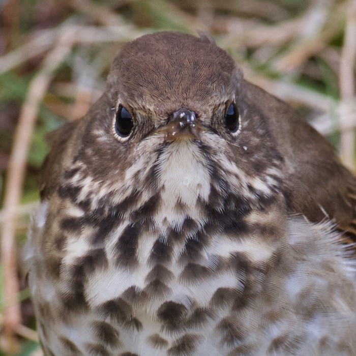 Hermit Thrush