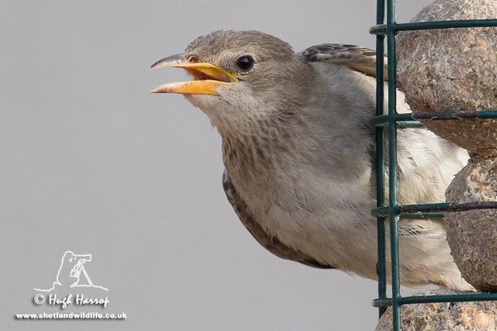 Rose-coloured Starling