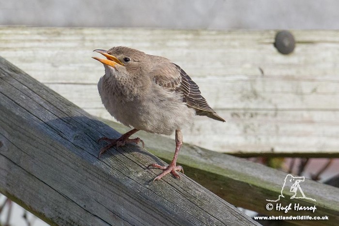 Rose-coloured Starling