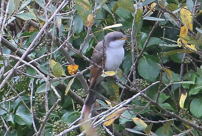 Yellow-billed Cuckoo
