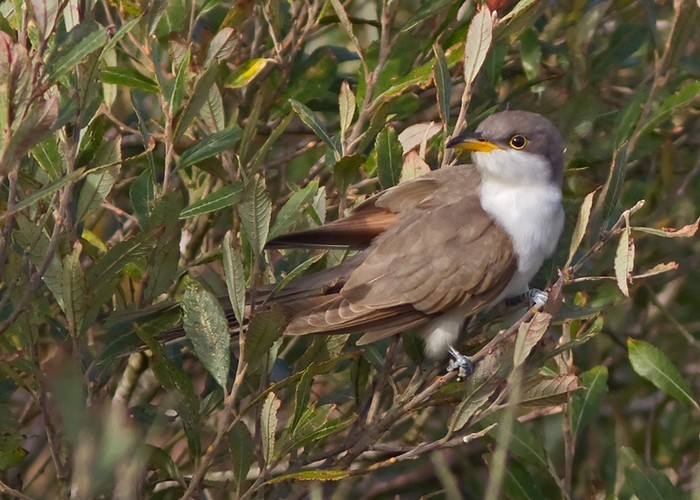 Yellow-billed Cuckoo