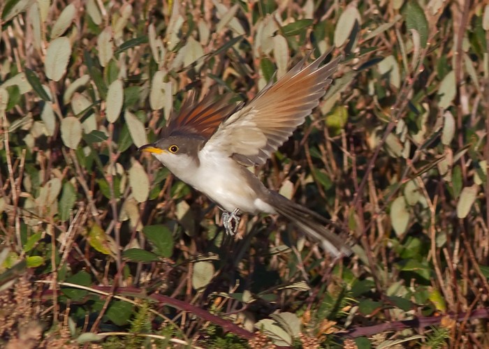 Yellow-billed Cuckoo