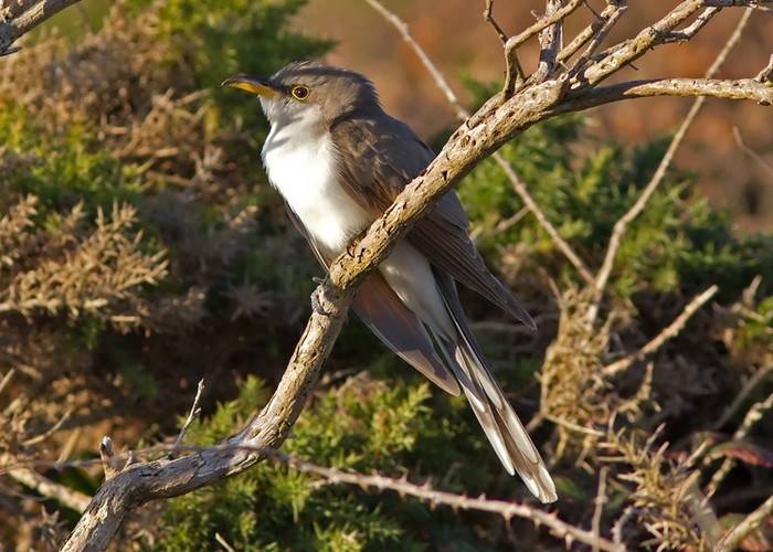Yellow-billed Cuckoo