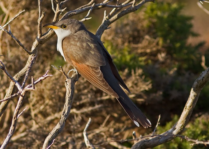 Yellow-billed Cuckoo