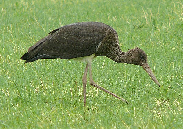 Black Stork