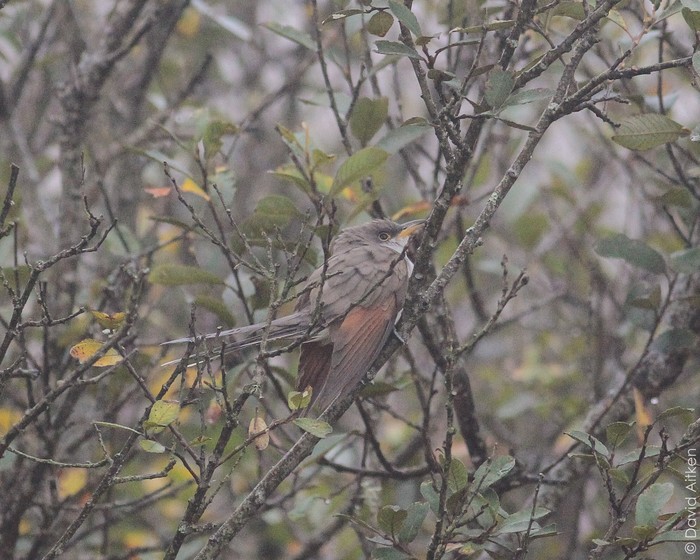 Yellow-billed Cuckoo