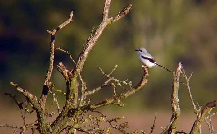 Great Grey Shrike