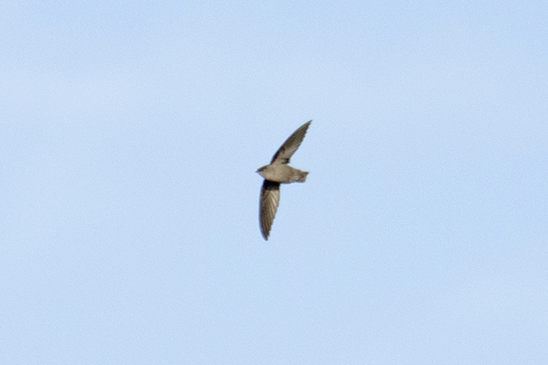 Chimney Swift