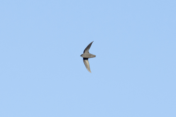 Chimney Swift