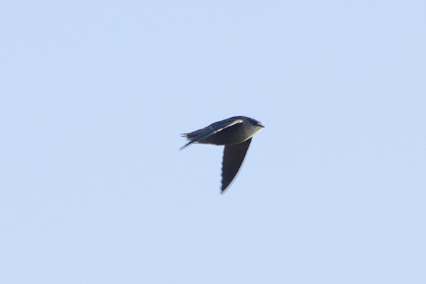 Chimney Swift