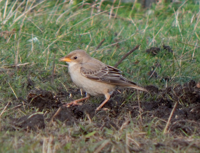 Rose-coloured Starling