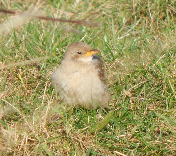 Rose-coloured Starling