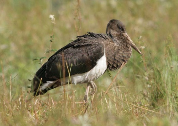 Black Stork