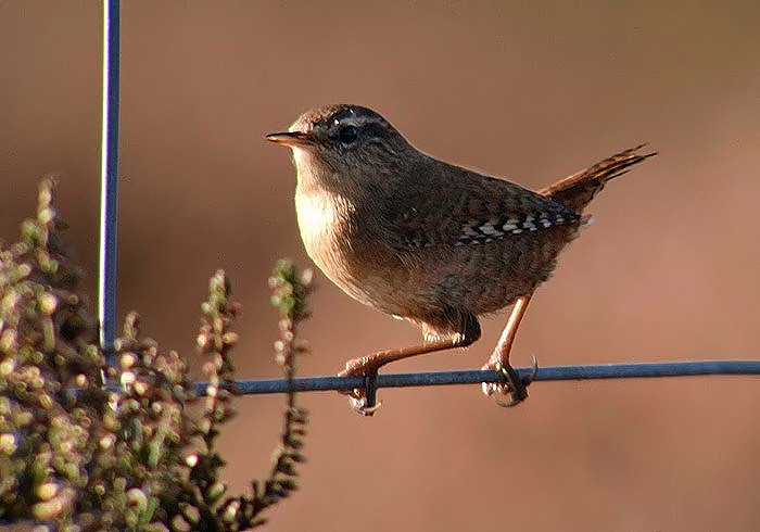 Wren
